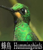 NATURE-Behind the Scenes of Hummingbirds