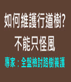 不能只怪風 專家：全盤檢討路樹養護 - 台灣e新聞
